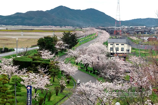 画像:大河津分水桜並木