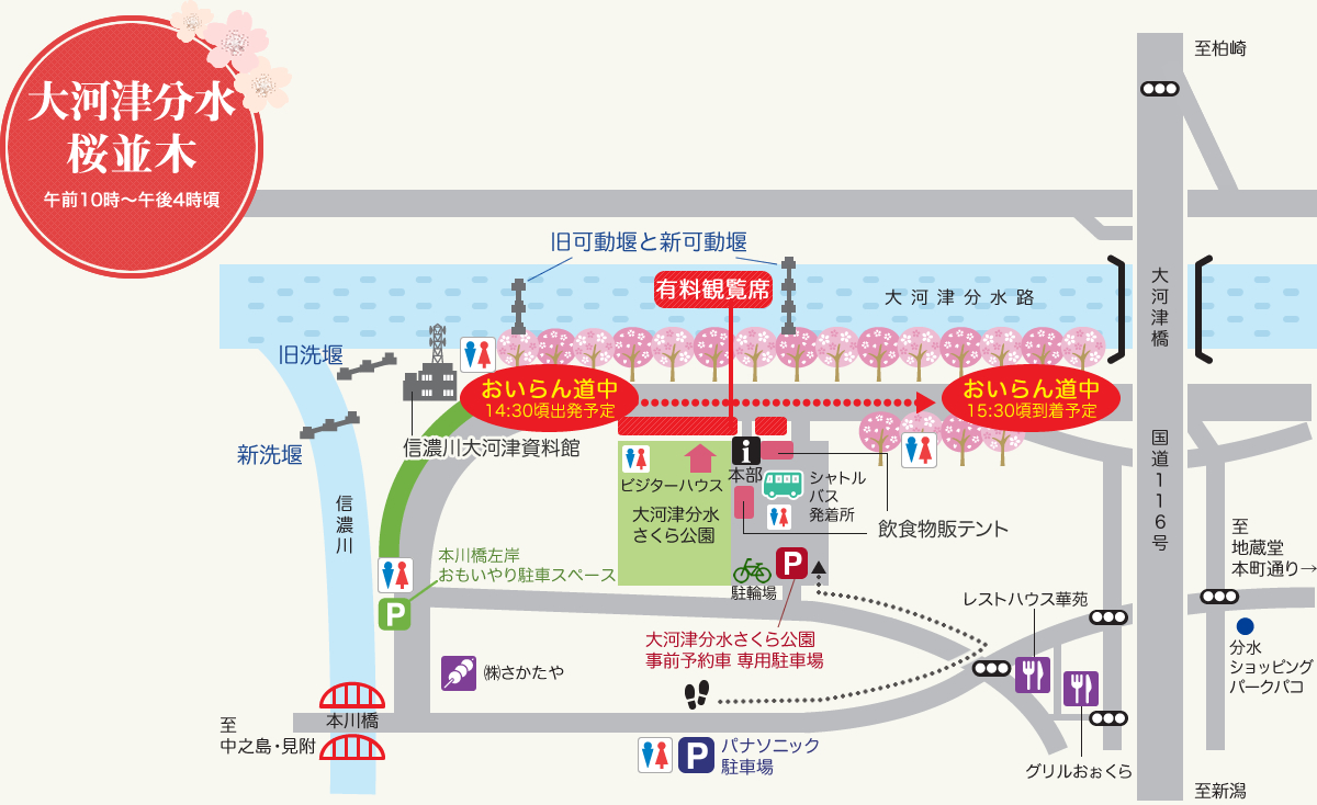 大河津分水桜並木